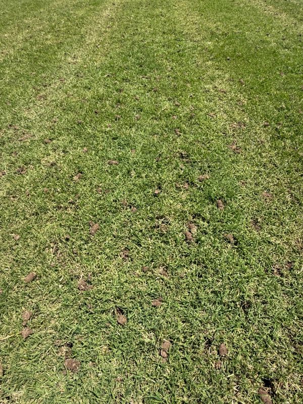 Turf Topdressing