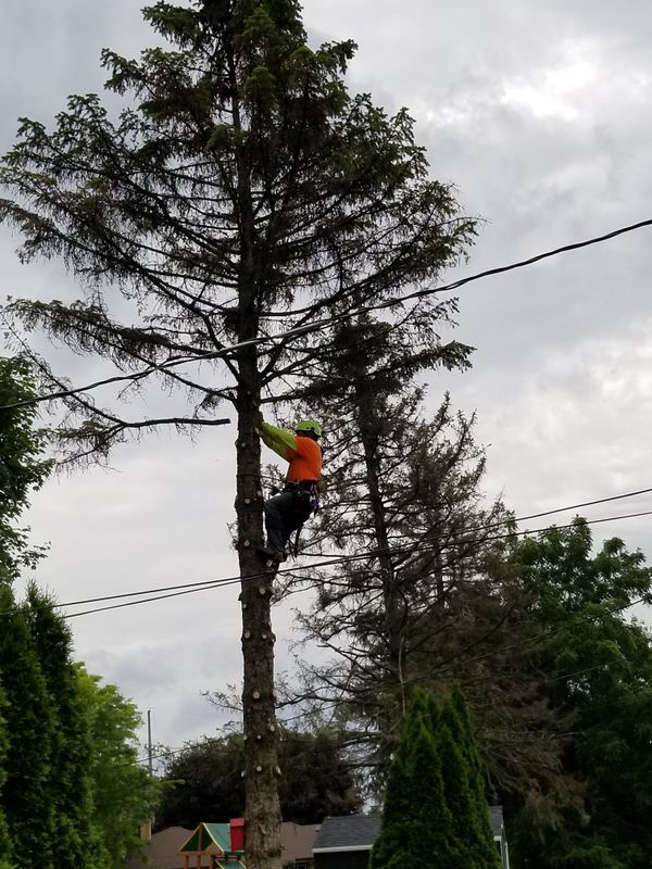 Tree Trimming gallery