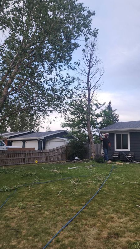 Tree Removal