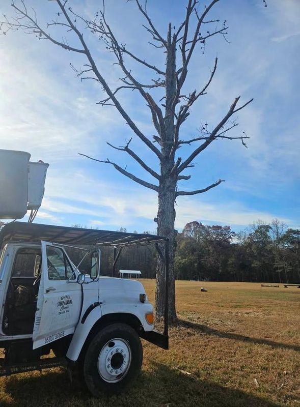 Stump Removal