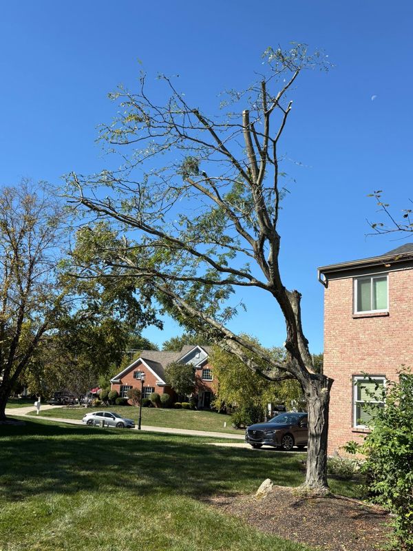 Tree Removal