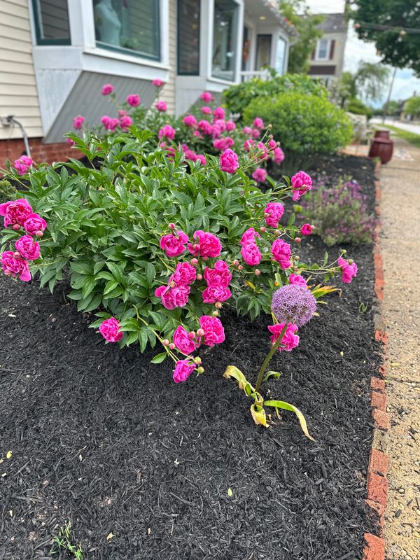 Tree & Perennial Planting