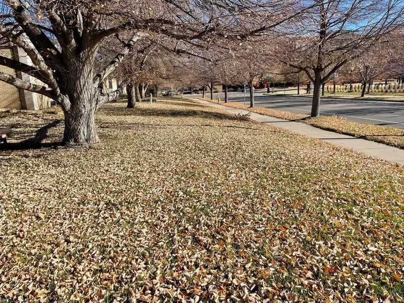 Lawn Care