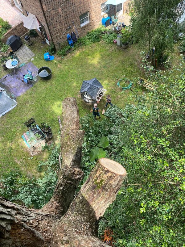Tree Removal gallery