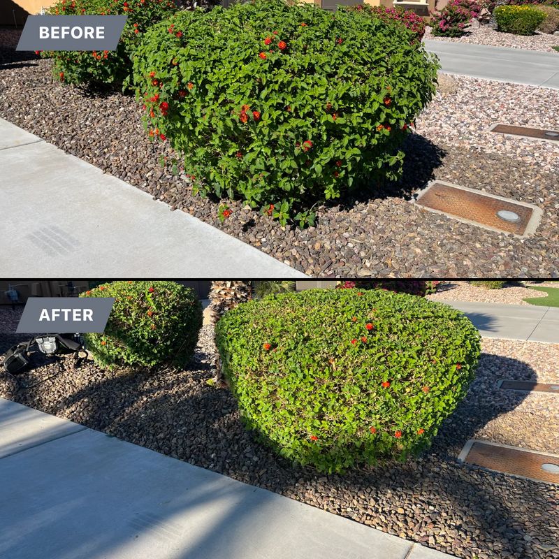 Tree & Shrub Care