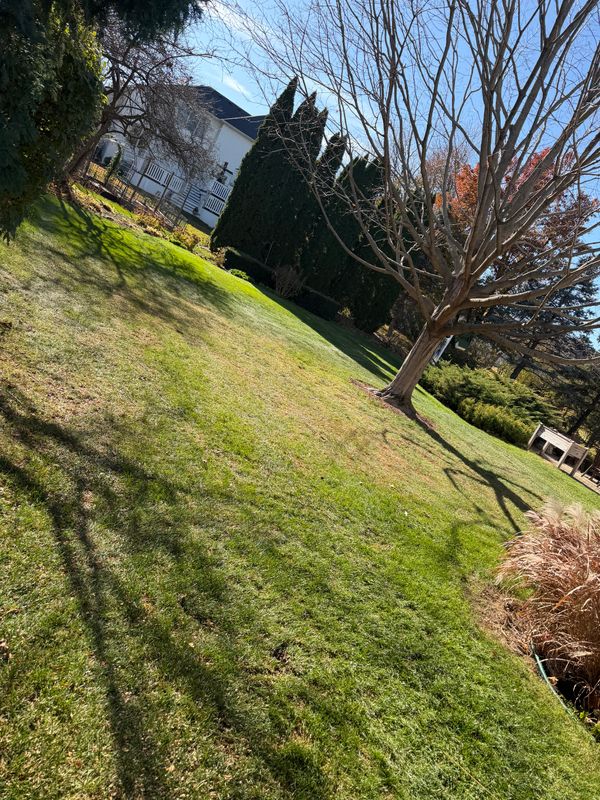 Lawn Aeration
