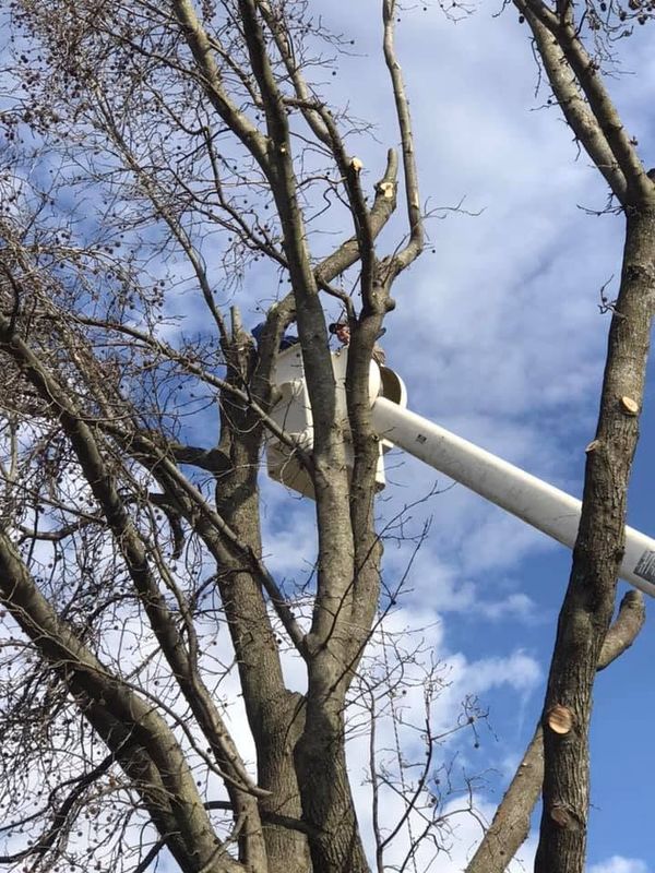 Tree Trimming