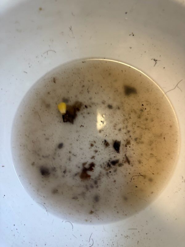 Drain Cleaning