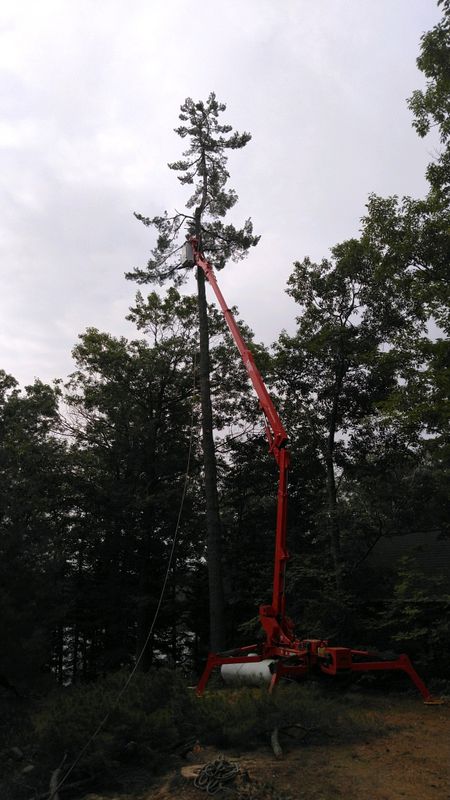 Tree Services