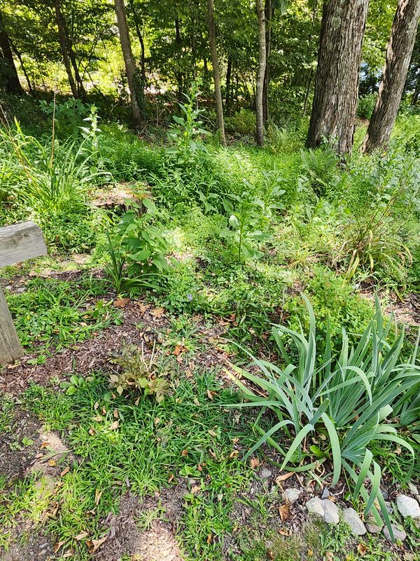 Muclhing & Weeding