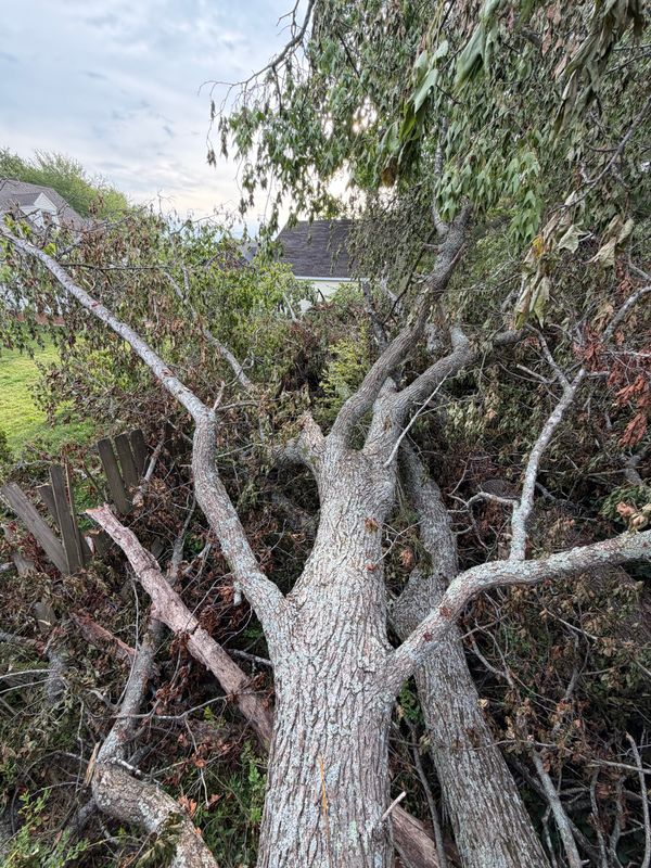 Hazardous Tree Removal