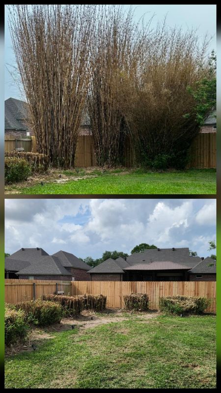 Shrub Trimming