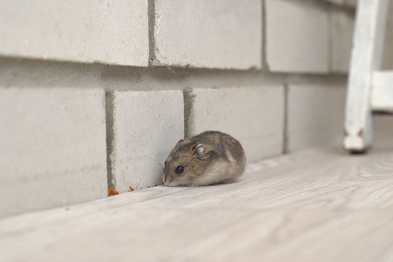 Rodent Control