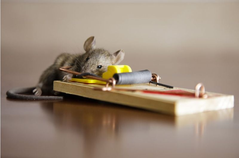Rodent Control