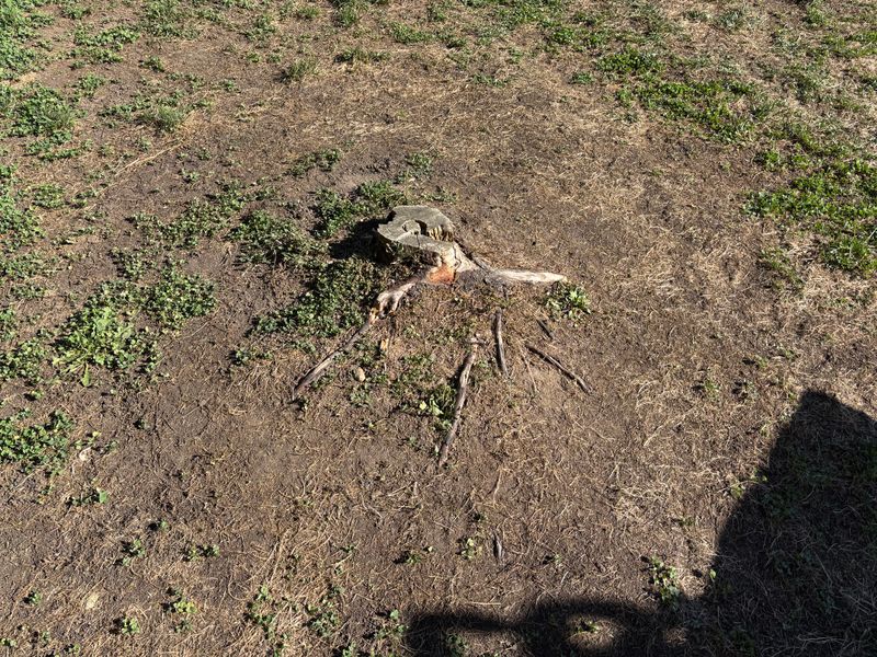 Stump Removal