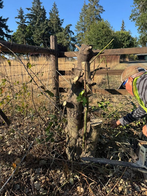 Tree Removals