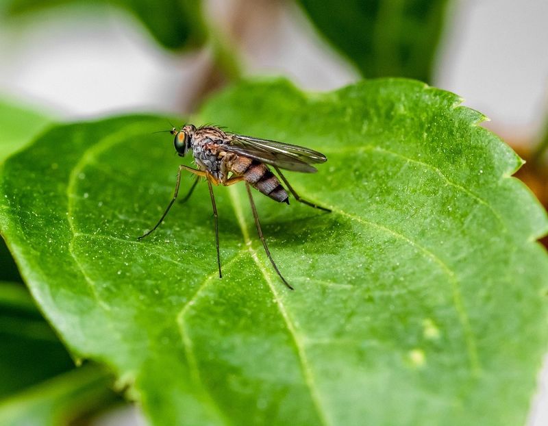 Mosquito Control