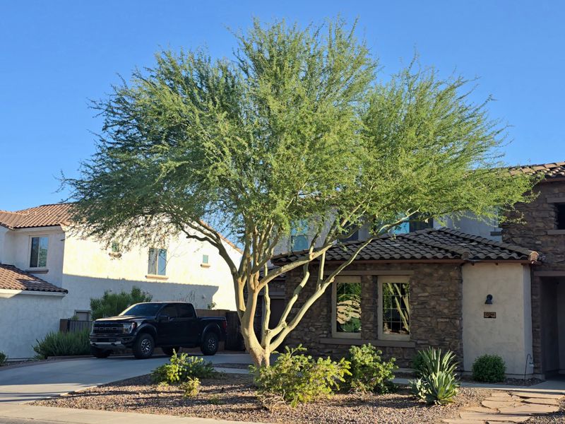 Tree & Shrub Care