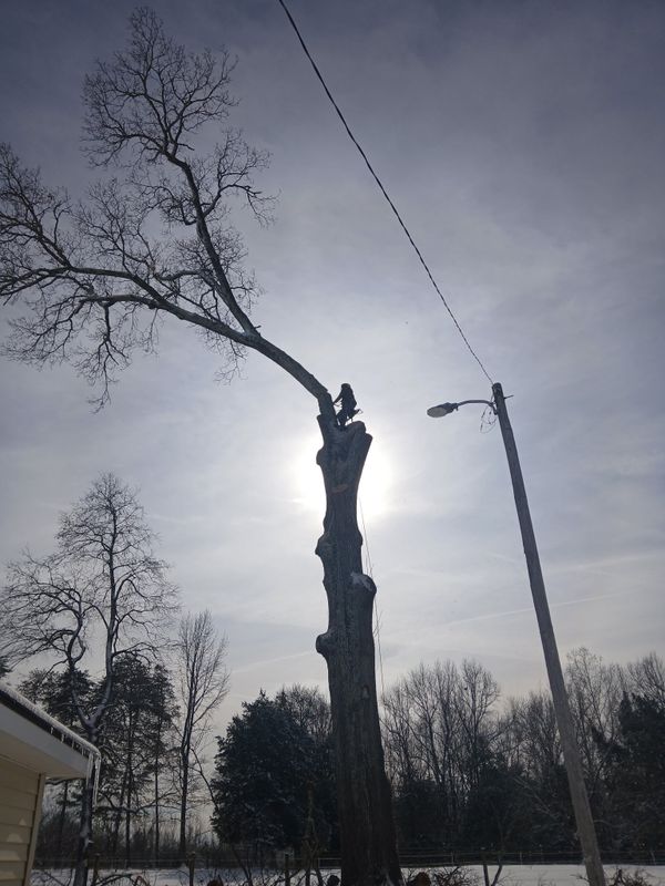 Tree Removal