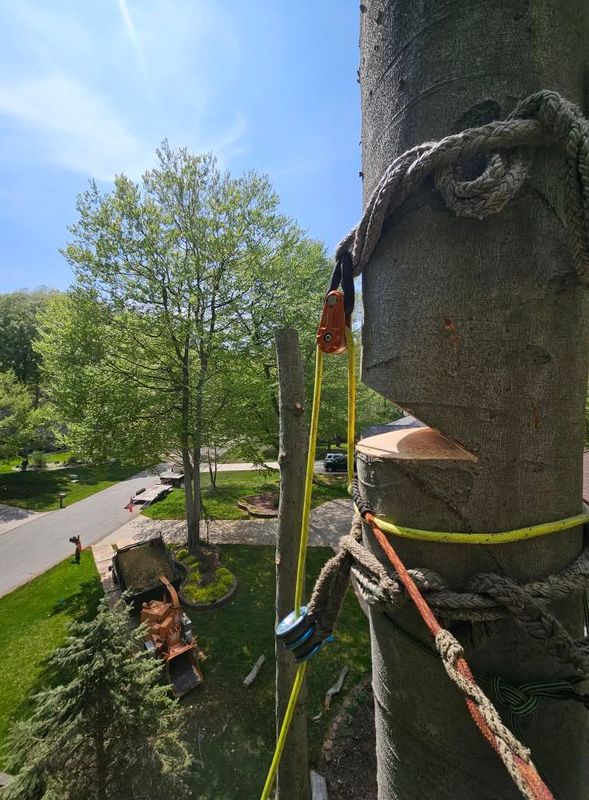 Tree Removal