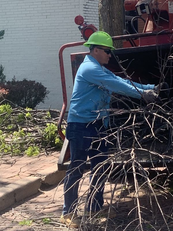 Tree Removal