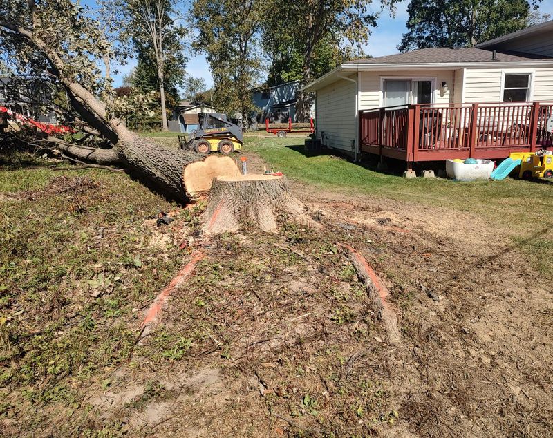 Tree Removal gallery