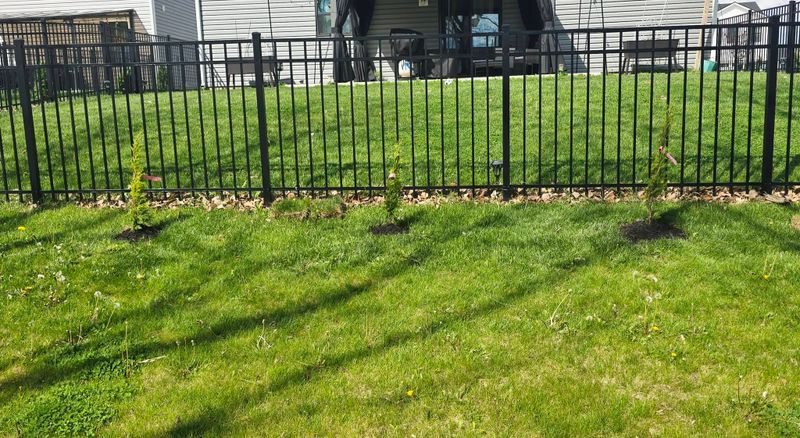 Lawn Maintenance