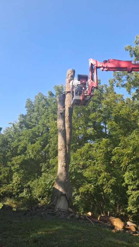 Tree Removal