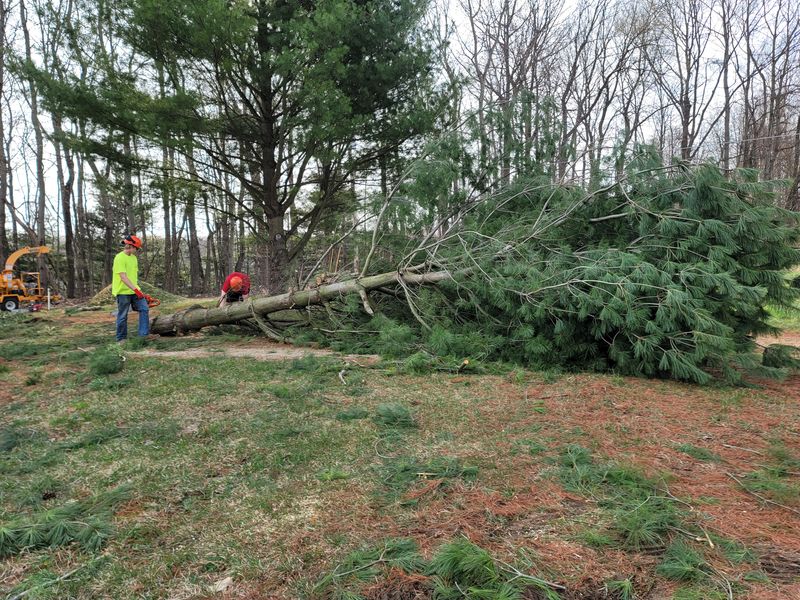 Tree Removal