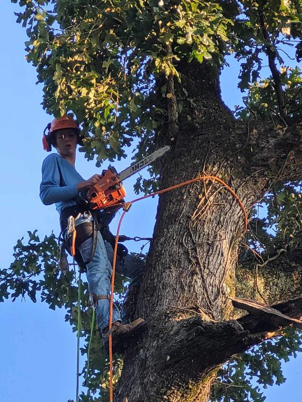 Tree Removal