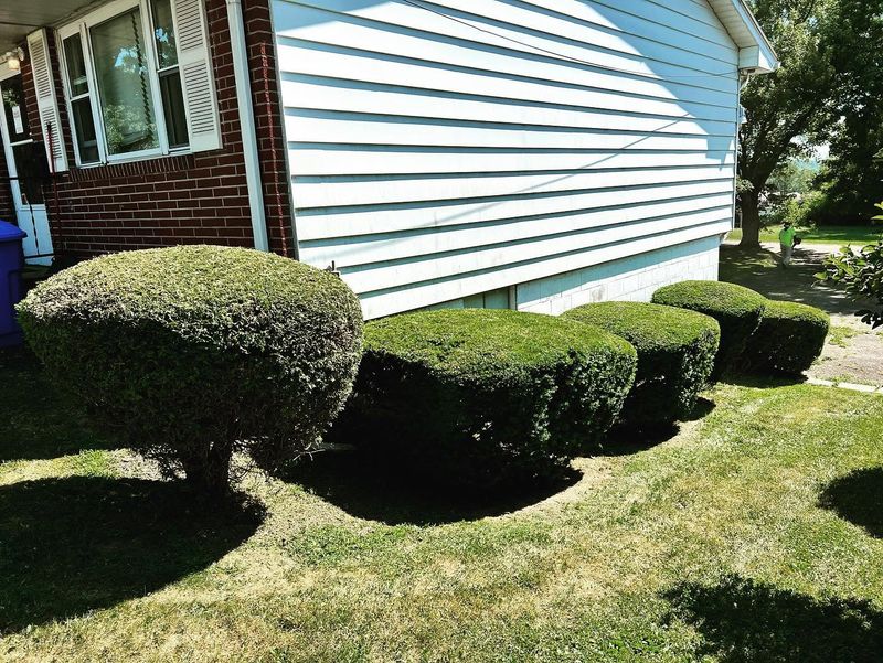 Shrub Trimming