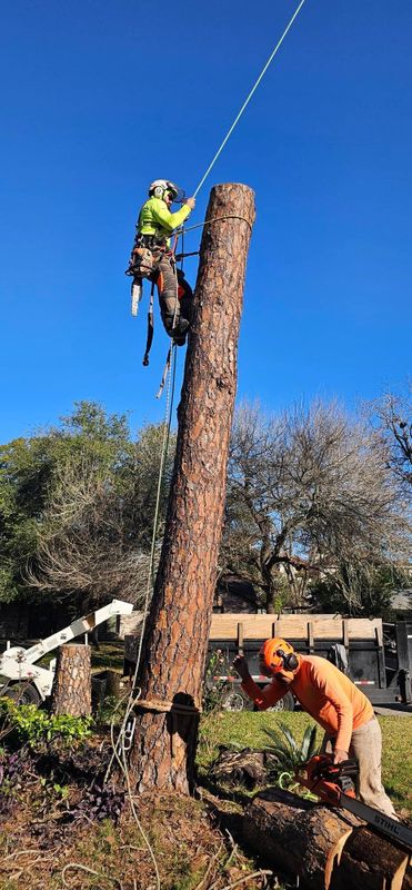 Tree Trimming