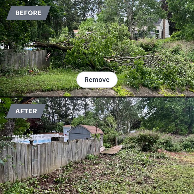 Tree Removal