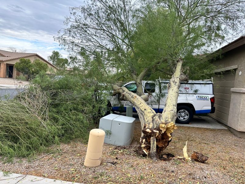 Tree Removal Services