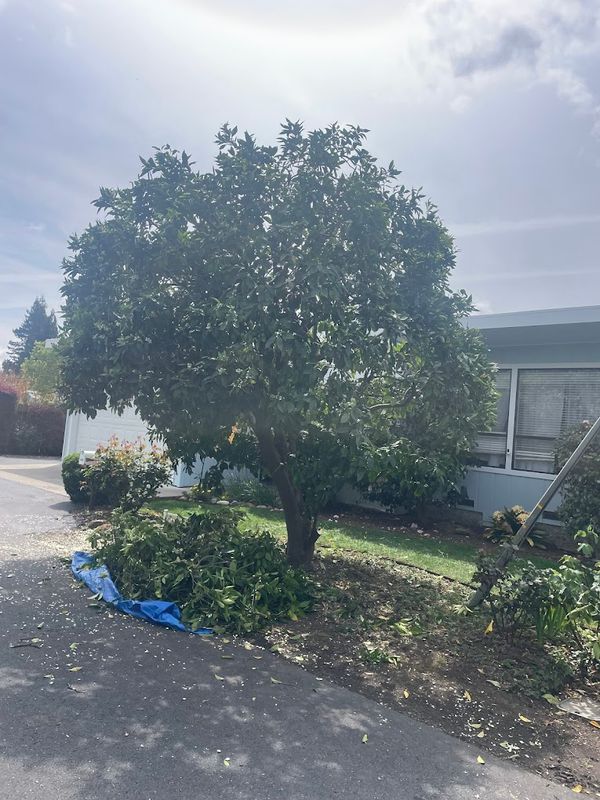 Tree Health and Maintenance