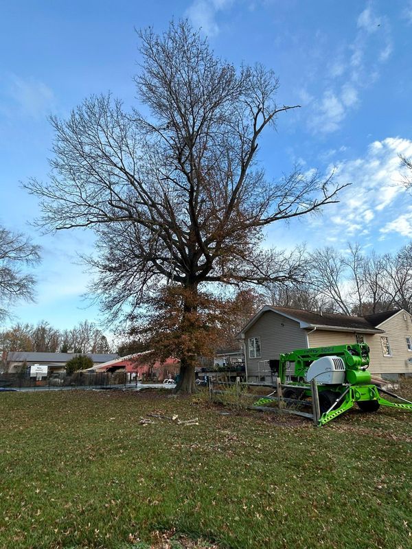 Tree Removal