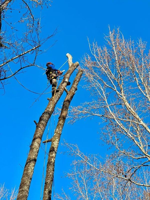 Tree Trimming