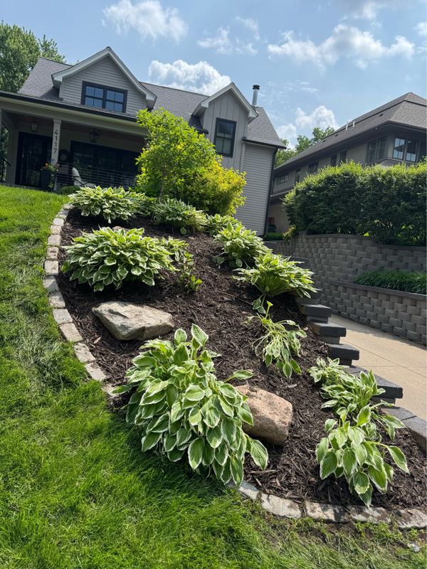 Shrub Planting