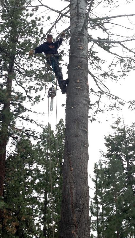 Tree Removal gallery