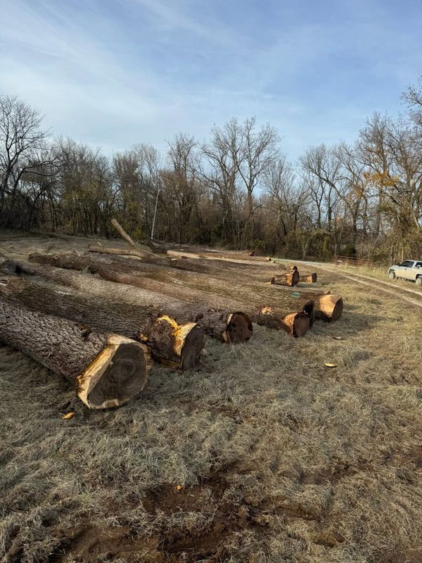 Timber Harvest