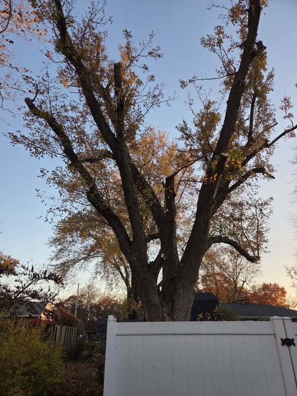 Tree Trimming
