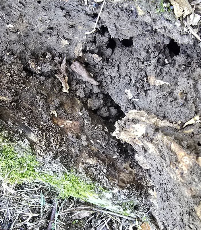 Termite Inspection & Treatment