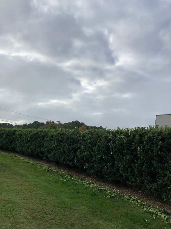 trimming shrubs/small trees