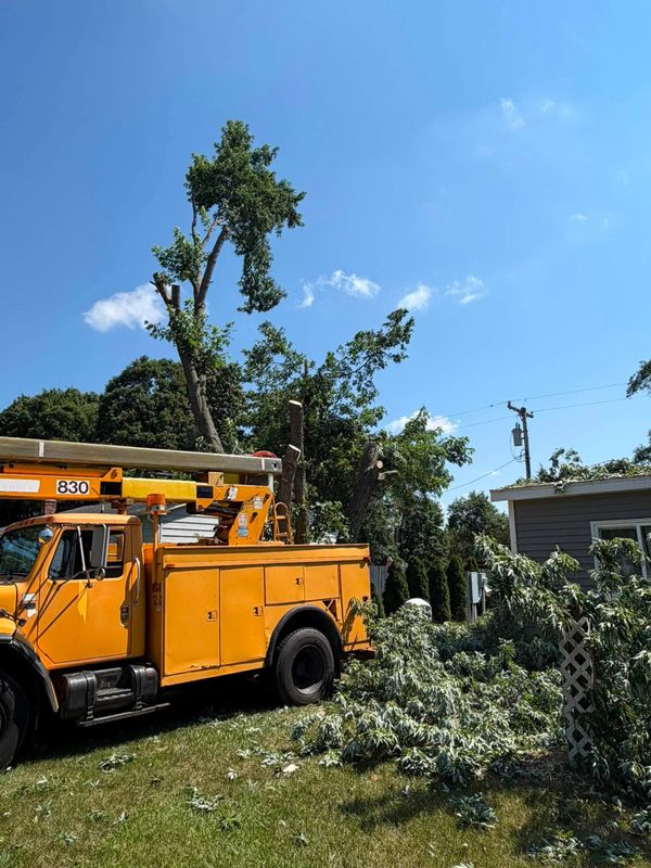 Tree Trimming