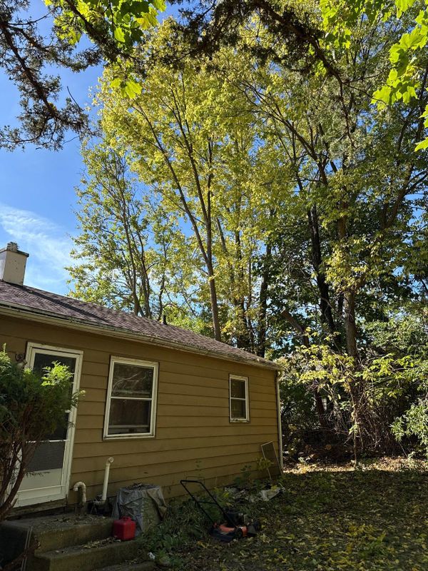 Tree Removal