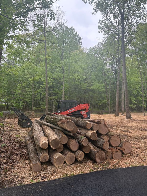 Tree Removal