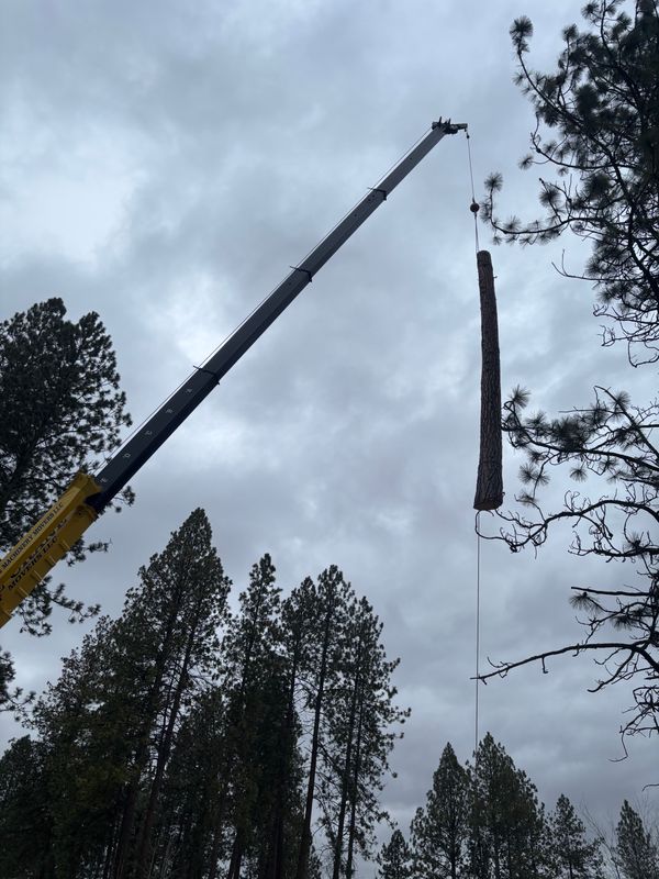 Crane-Assisted Tree Removal