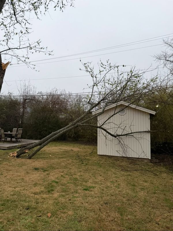 Tree Removal