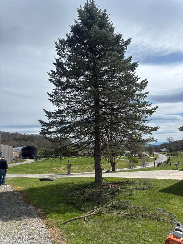 Stump Removal