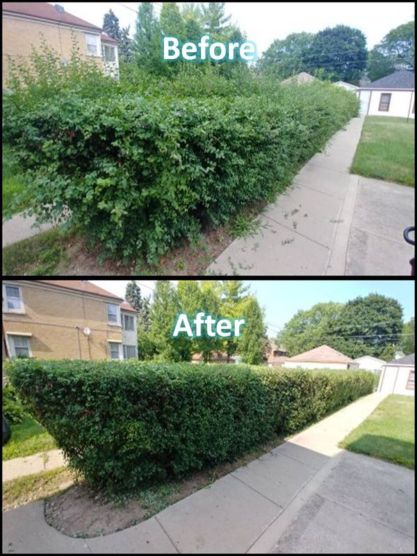 Shrub Trimming